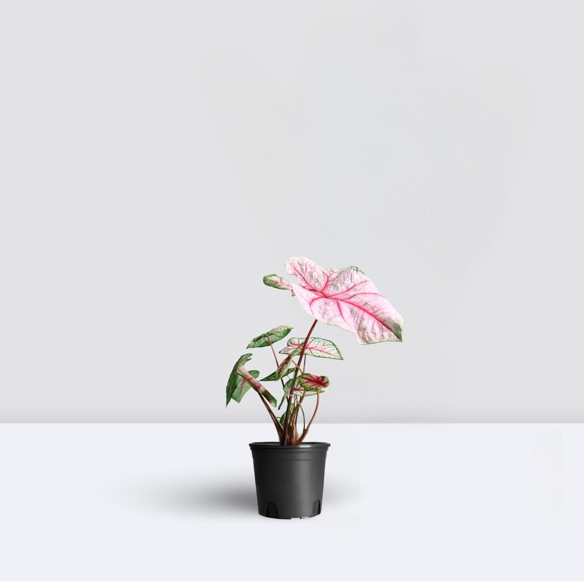 Caladiums or Angel Wings "Assorted" Top Quality Indoor Plants" - Greensouq - 