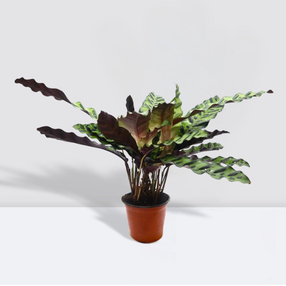 Calathea Lancifolia (Rattlesnake Plant) - 30cm - Greensouq - 