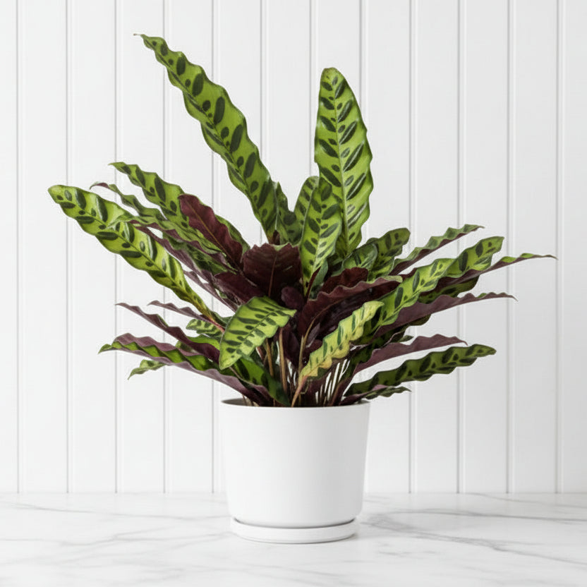 Calathea Lancifolia (Rattlesnake Plant) - 30cm - Greensouq - 