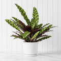 Calathea Lancifolia (Rattlesnake Plant) - 30cm - Greensouq - 