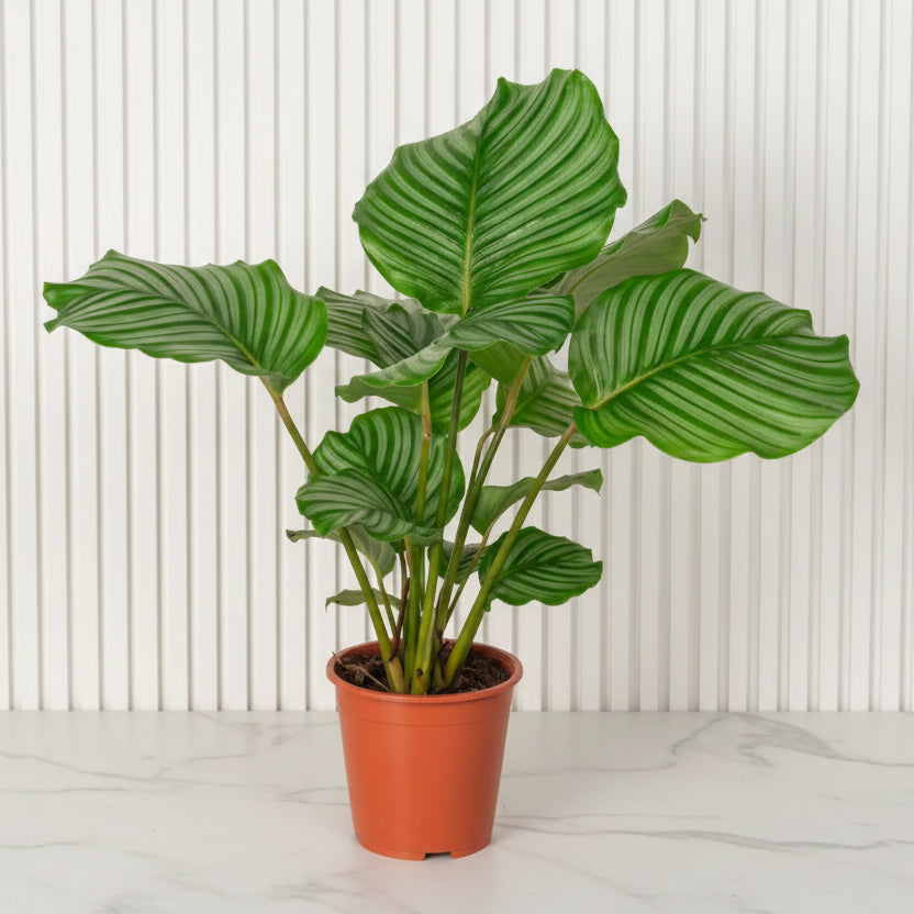 Calathea orbifolia 30 - 40cm - Greensouq - 