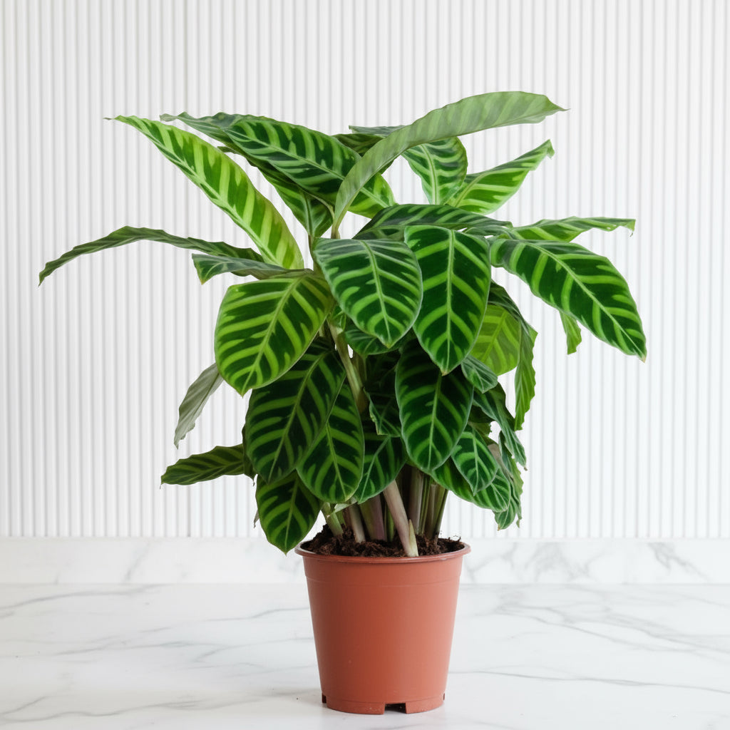 Calathea zebrina "Zebra Plant" 20 - 25cm - Greensouq - 