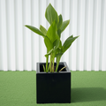Canna Indica Green in Black GRP Square Pot 30x30 - Greensouq - 