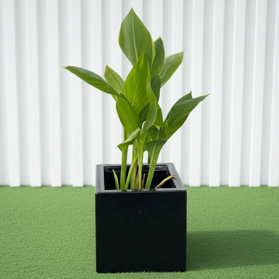 Canna Indica Green in Black GRP Square Pot 30x30 - Greensouq - 