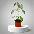 Capsicum Plant "Organic" - Greensouq - 
