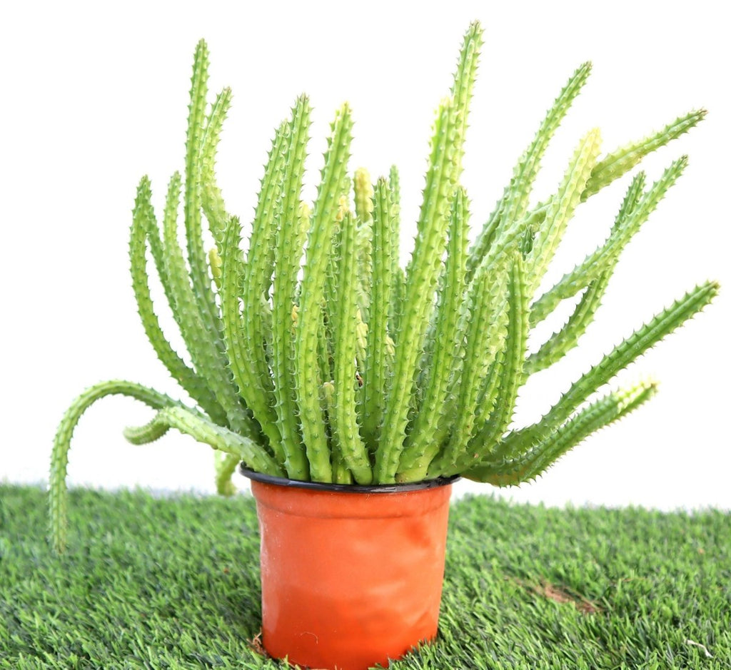 Caralluma Adscendens Cactus 0.2-0.3m - Greensouq -