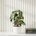 Alocasia Polly - Greensouq -