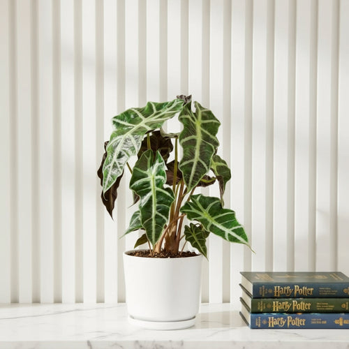 Alocasia Polly - Greensouq -