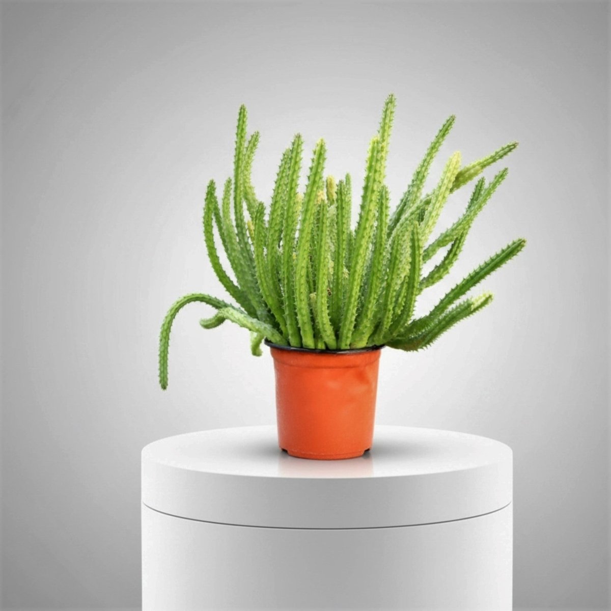Caralluma Adscendens Cactus 0.2-0.3m - Greensouq -