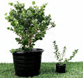 Carissa Grandiflora "Prostrata Natal Plum" - Greensouq - 