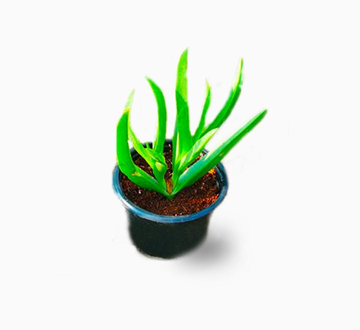 Carpobrotus edulis or Ice Plant 10 - 15cm, Healthy Outdoor Succulent Plant - Greensouq - 