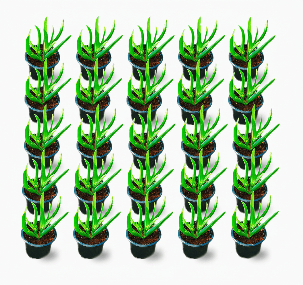 Carpobrotus edulis or Ice Plant 10 - 15cm, Healthy Outdoor Succulent Plant - Greensouq - 
