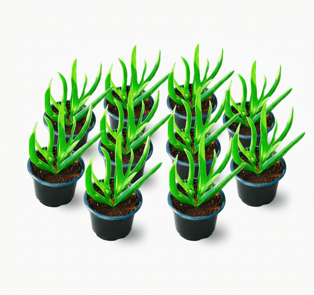 Carpobrotus edulis or Ice Plant 10 - 15cm, Healthy Outdoor Succulent Plant - Greensouq - 