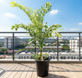 Caryota Mitis "Fishtail palm" نخيل ذيل السمكة - Greensouq - 