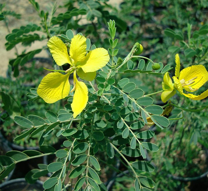 Cassia Bicapsularis "Butterfly Bush" - Greensouq - 