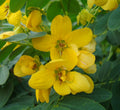 Cassia Surattensis "Scrambled Egg Plant" - Greensouq - 