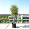 Casuarina Equisetifolia "Australian pine tree" 1.3 to 1.8m - Greensouq - 