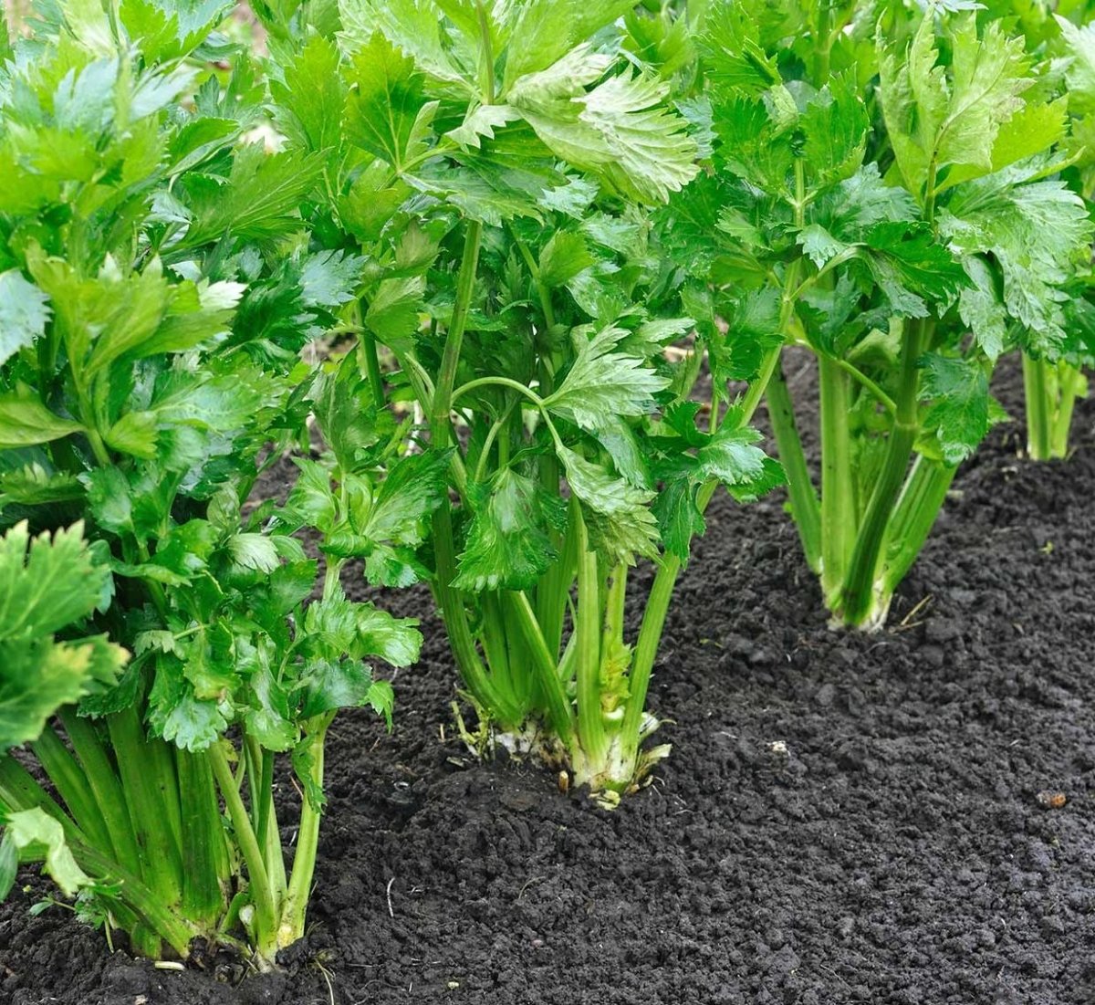 Agrimax Celery Seeds - Greensouq -
