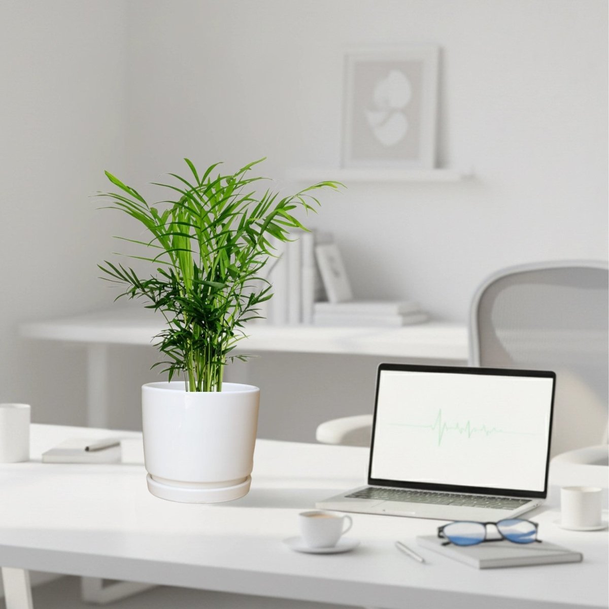 Chamaedorea Elegans, Parlour Palm or Bamboo Palm 20 - 30cm in white Ceramic Pot - Greensouq - 