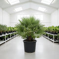 Chamaerops humilis -Fan Palm- Greensouq -