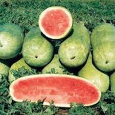 Agrimax Charleston Watermelon Seeds - Greensouq -