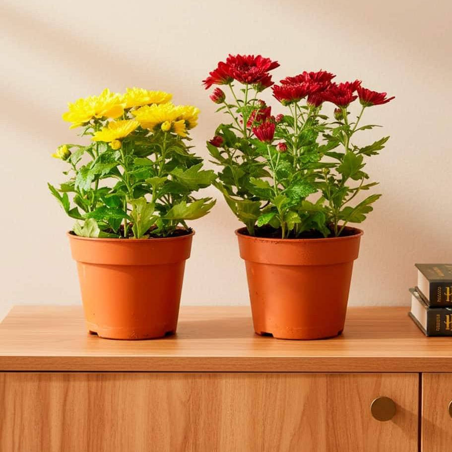 Chrysanthemum assorted 20 – 25cm - Greensouq - 