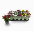 Chrysanthemum assorted 20 – 25cm - Greensouq - 