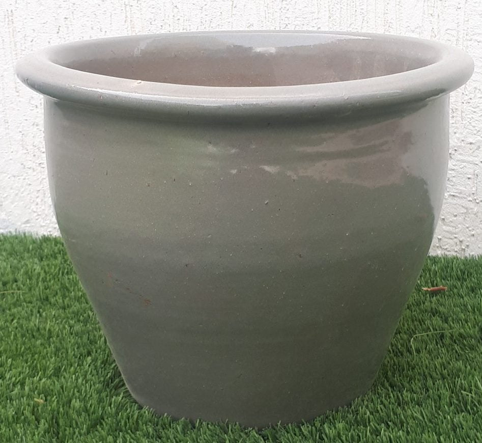 Citrus Lemon Spain شجرة ليمون - Greensouq - 