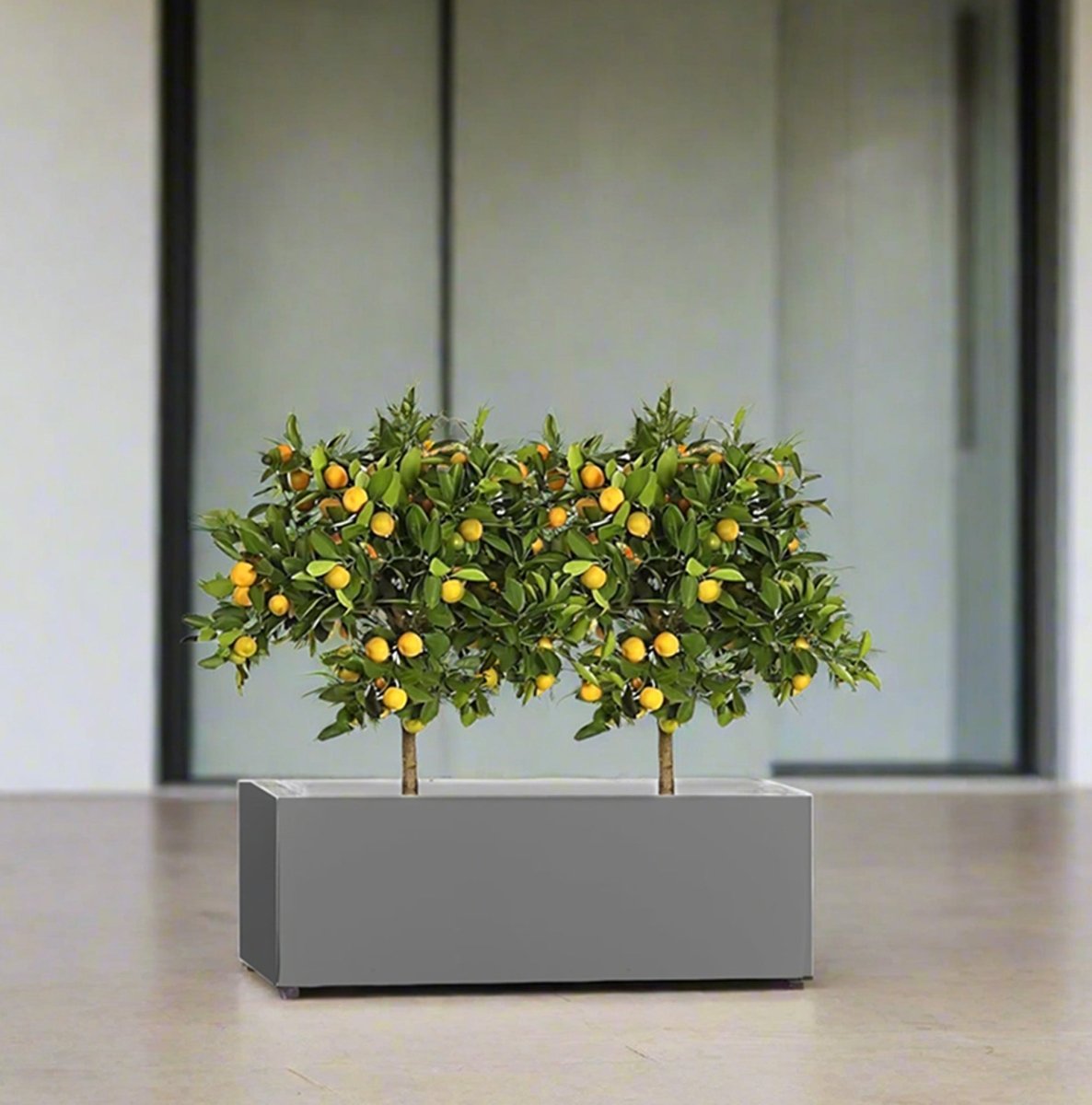 Chinese Orange Tree / Citrus Mitis Duo in Rectangular GRP Planter – (100x30x30cm) - Greensouq -