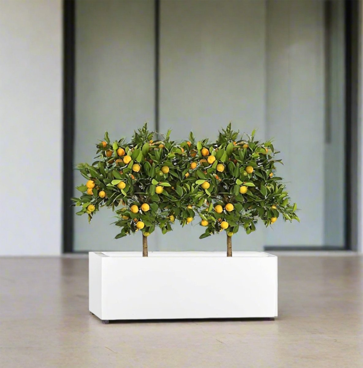 Chinese Orange Tree / Citrus Mitis Duo in Rectangular GRP Planter – (100x30x30cm)- Greensouq -