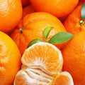 Citrus reticulata Mandarino 1.5 - 2.0m - Greensouq - 
