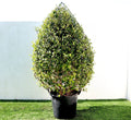 Wild Jasmine | Clerodendrum Inerme Cone Shape 1.2 - 1.5m - Greensouq -