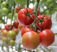 Agrimax Cluster Tomato Seeds - Greensouq -