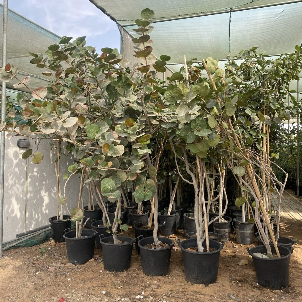 Coccoloba Uvifera or Sea Grape - Greensouq - 