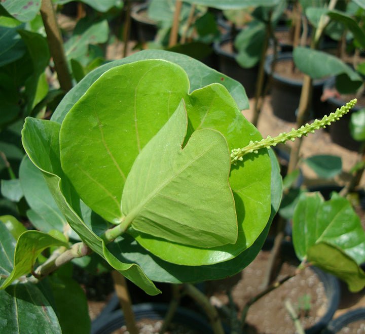 Coccoloba Uvifera or Sea Grape - Greensouq - 