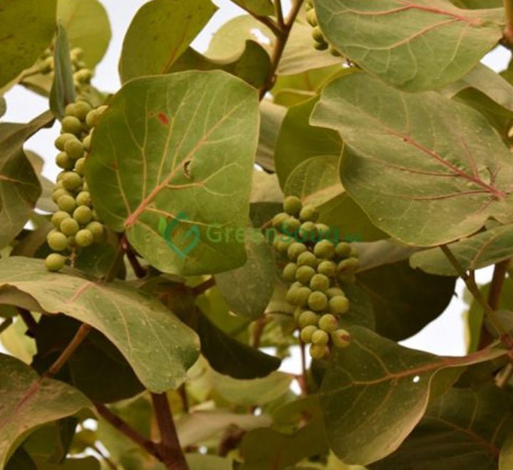 Coccoloba Uvifera or Sea Grape - Greensouq - 