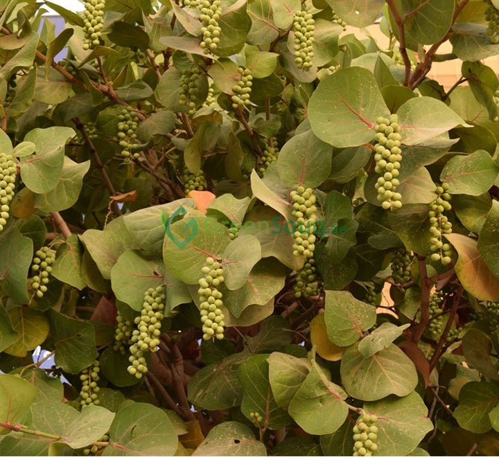 Coccoloba Uvifera or Sea Grape - Greensouq - 