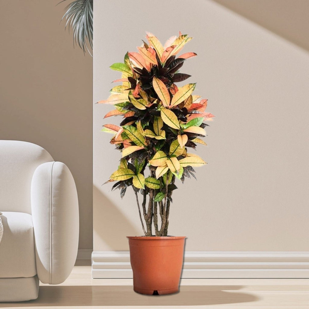 Codiaeum Variegatum (Croton), Mrs Iceton - Greensouq - 