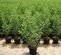 Conocarpus Erectus 'Saudi' or Damas tree دمس - Greensouq - 