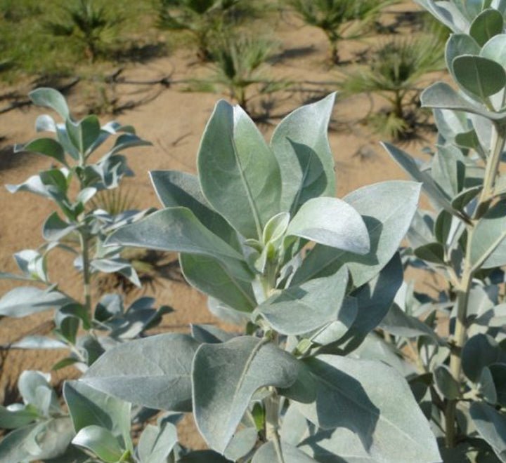 Conocarpus Exrectus, Silver Leaf, Silver buttonwood - Greensouq - 