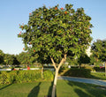 Cordia Sebestena or Orange Geiger Tree - Greensouq - 