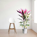Cordyline Fruiticosa Multicolor | Ti Plant | Hawaiian Good Luck Plant - Greensouq - 