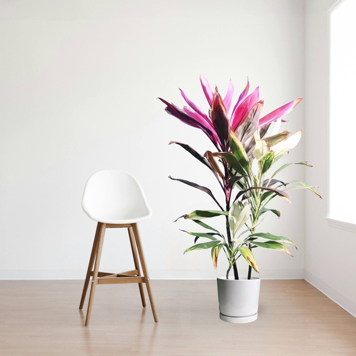 Cordyline Fruiticosa Multicolor | Ti Plant | Hawaiian Good Luck Plant - Greensouq - 
