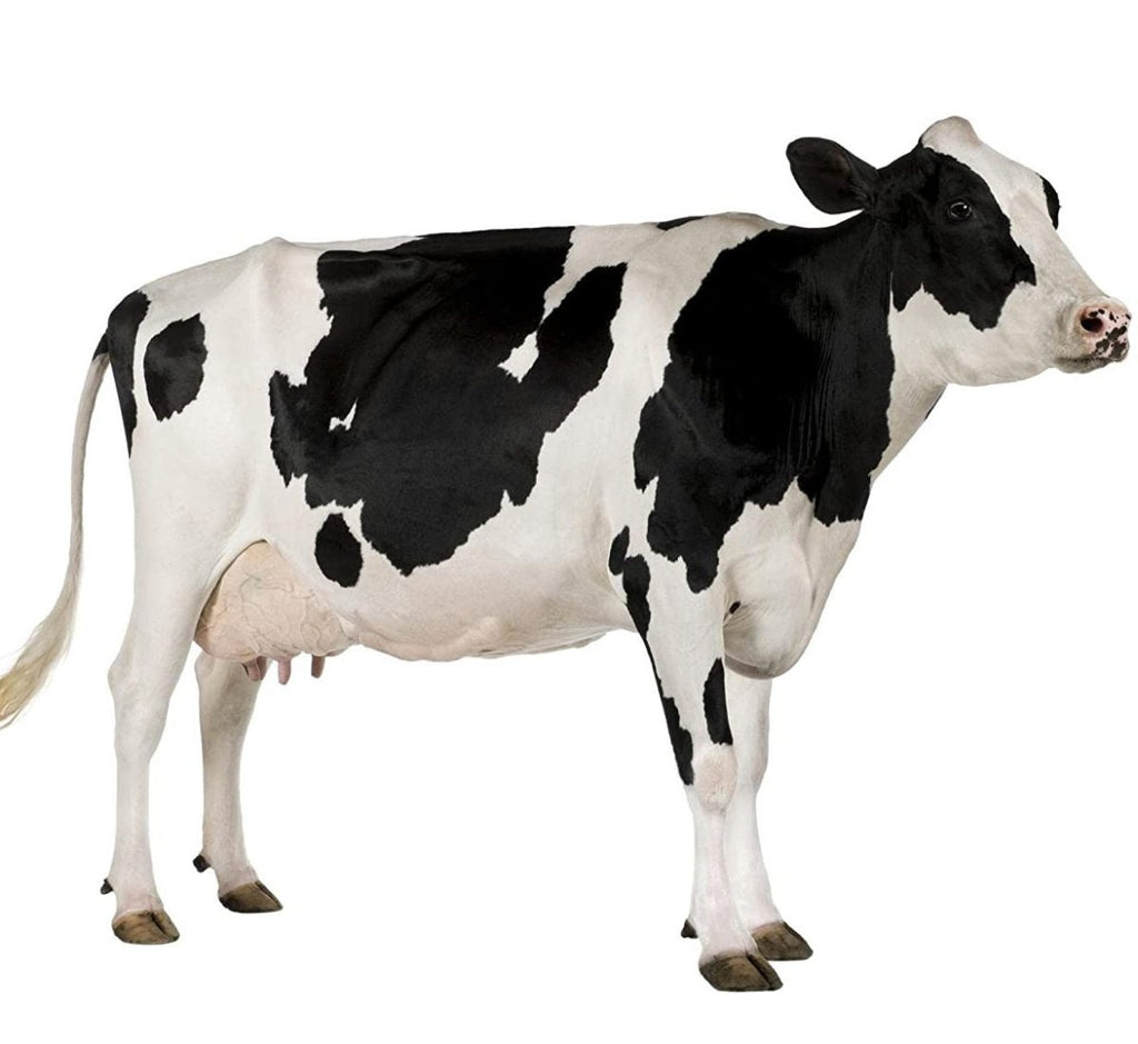 Cow Manure 100% Organic Fertilizer 10,16 & 25Kg سماد البقر - Greensouq -