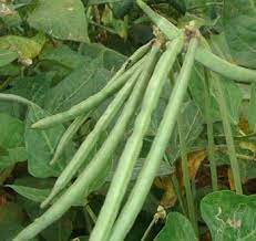 Agrimax Cowpea Seeds - Greensouq -
