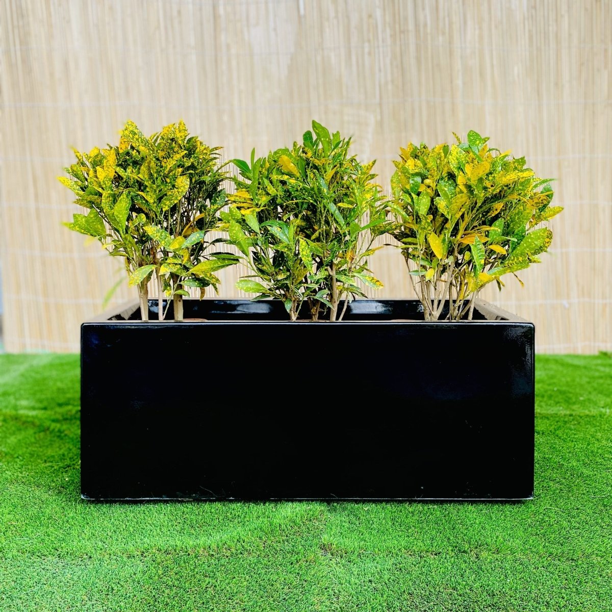 Croton Banana Trio in Rectangular Fiber Glass Planter (70x30x30cm) - Greensouq - 