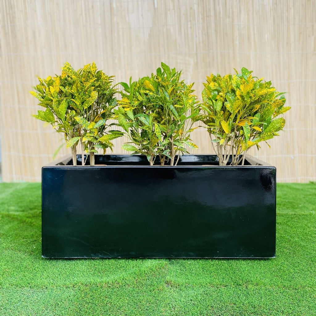 Croton Banana Trio in Rectangular Fiber Glass Planter (70x30x30cm) - Greensouq - 