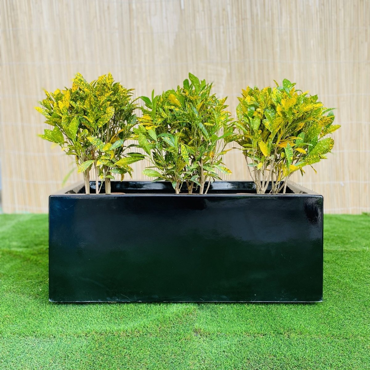 Croton Banana Trio in Rectangular Fiber Glass Planter (70x30x30cm) - Greensouq - 