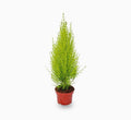 Cupressus Macrocarpa, Goldcrest Wilma, Lemon Cyperus - Greensouq - 