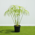 Cyperus Alternifolius "Umbrella Papyrus" - Greensouq - 